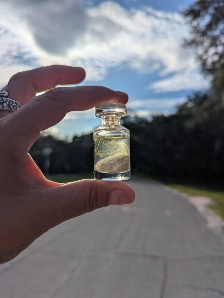 Tiny jarrarium from Hancock Lake
