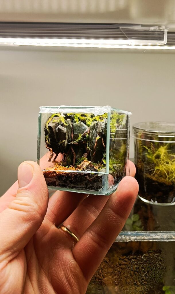 Lately I have been doing mini terrariums. This is the smallest one yet.