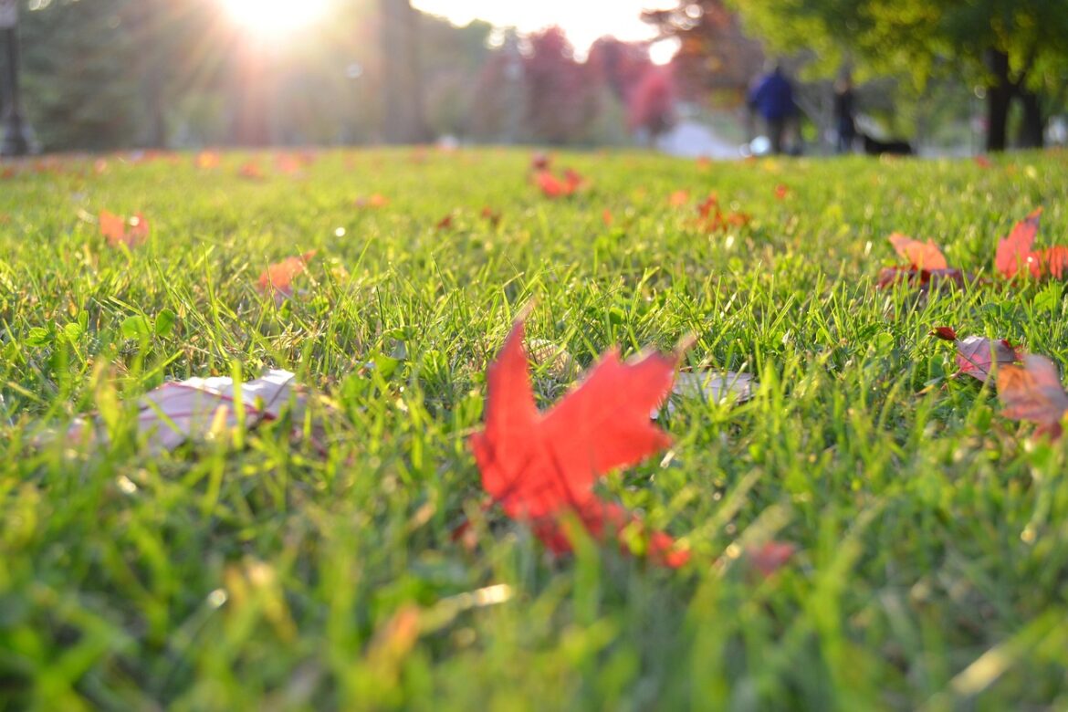 Garden Talk: Fall lawn maintenance and urban forestry – WPR Close-up of green grass with scattered red autumn leaves, sunlight shining in the background, and trees and people blurred in the distance.