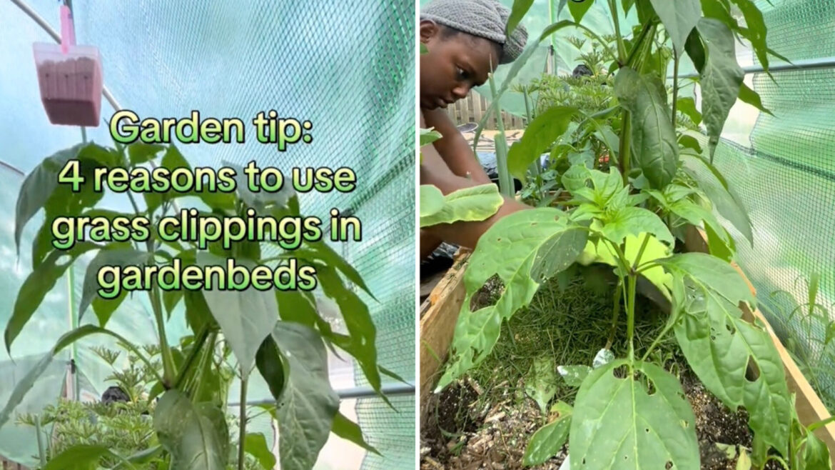 Gardener shares simple hack using material that often gets thrown away: ‘Nothing goes to waste’ "I’m going to have to do this."
