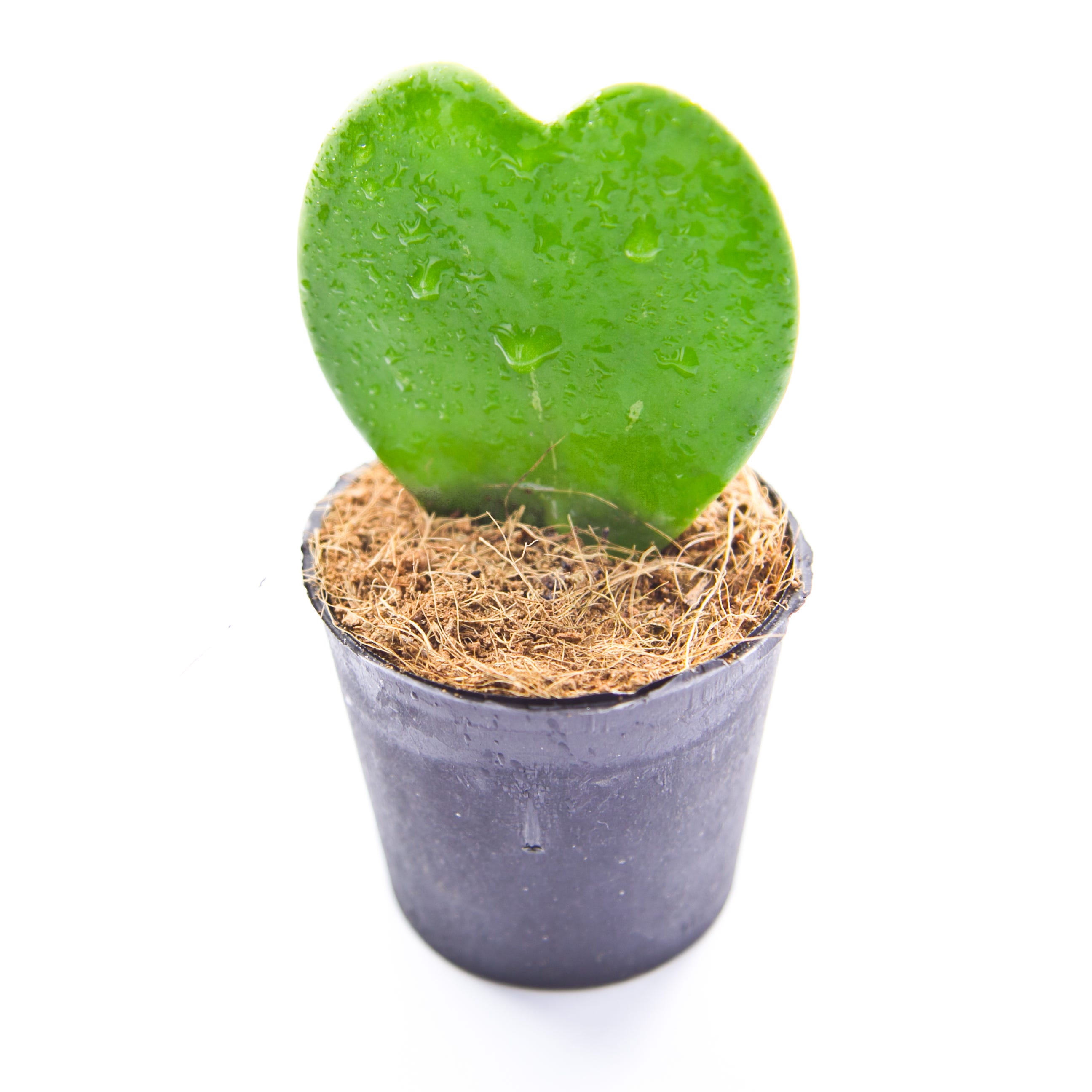 good luck plants hoya heart