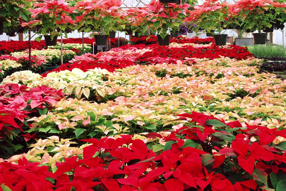 how to care for poinsettias