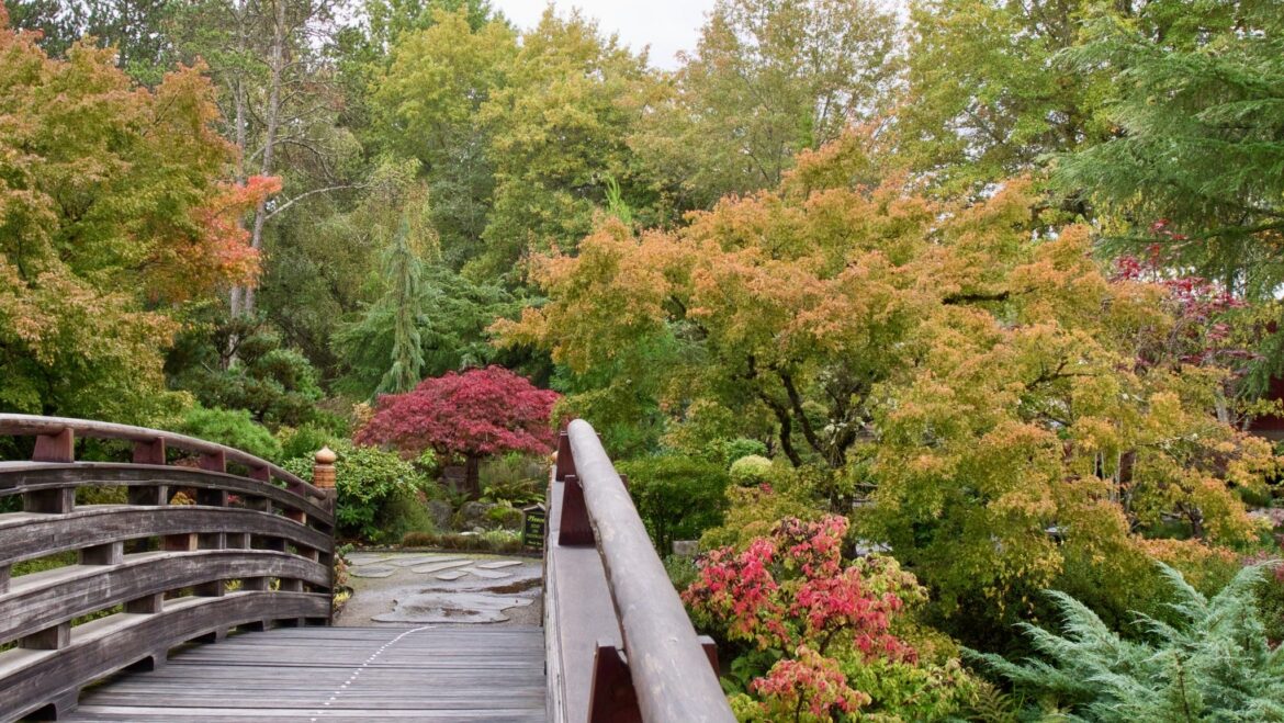 Major renovations begin at Gresham Japenese Garden’s Tsuru Island Major renovations begin at Gresham Japenese Garden’s Tsuru Island