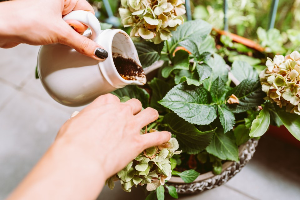 A person's hands pour coffee grounds from a white pitcher onto a hydrangea plant in a pot.