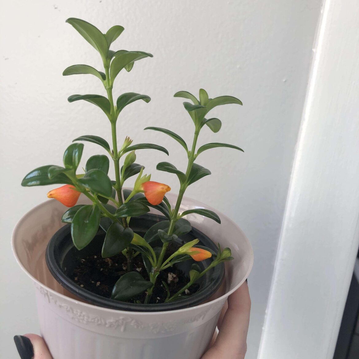 An update on my goldfish plant prop I posted a little while agohe’s flowering🥺