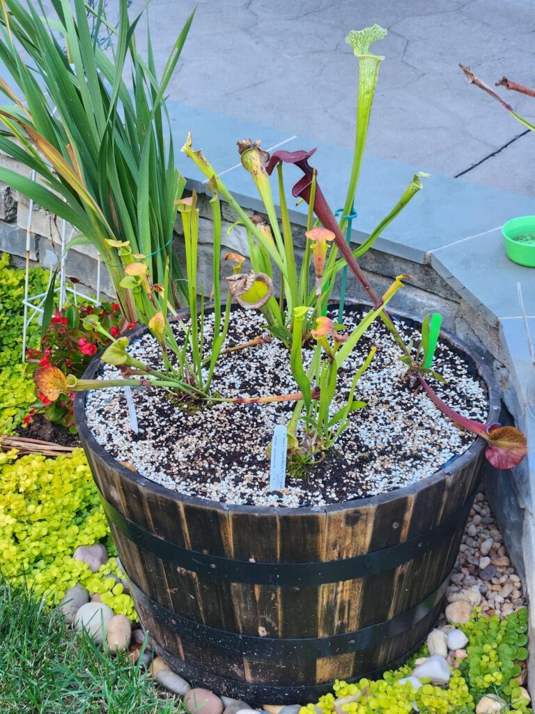 Just wanted to show a bog i made