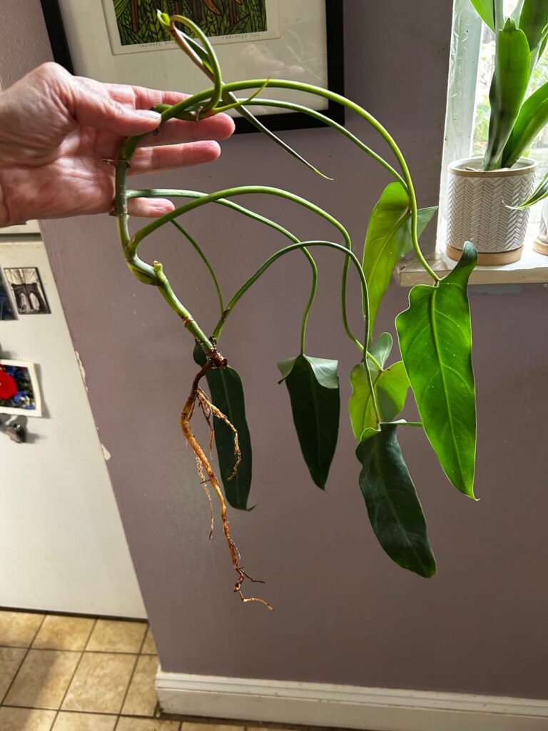Barely rooted philodendron spiritus sancti. What now? Barely rooted philodendron spiritus sancti. What now?