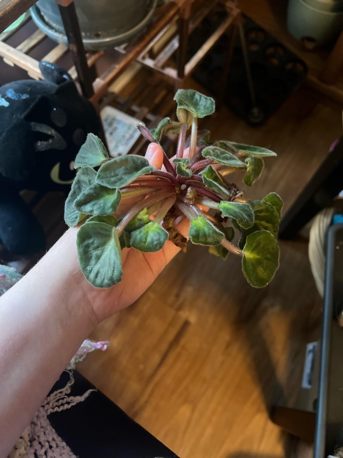 Methods of propagation?