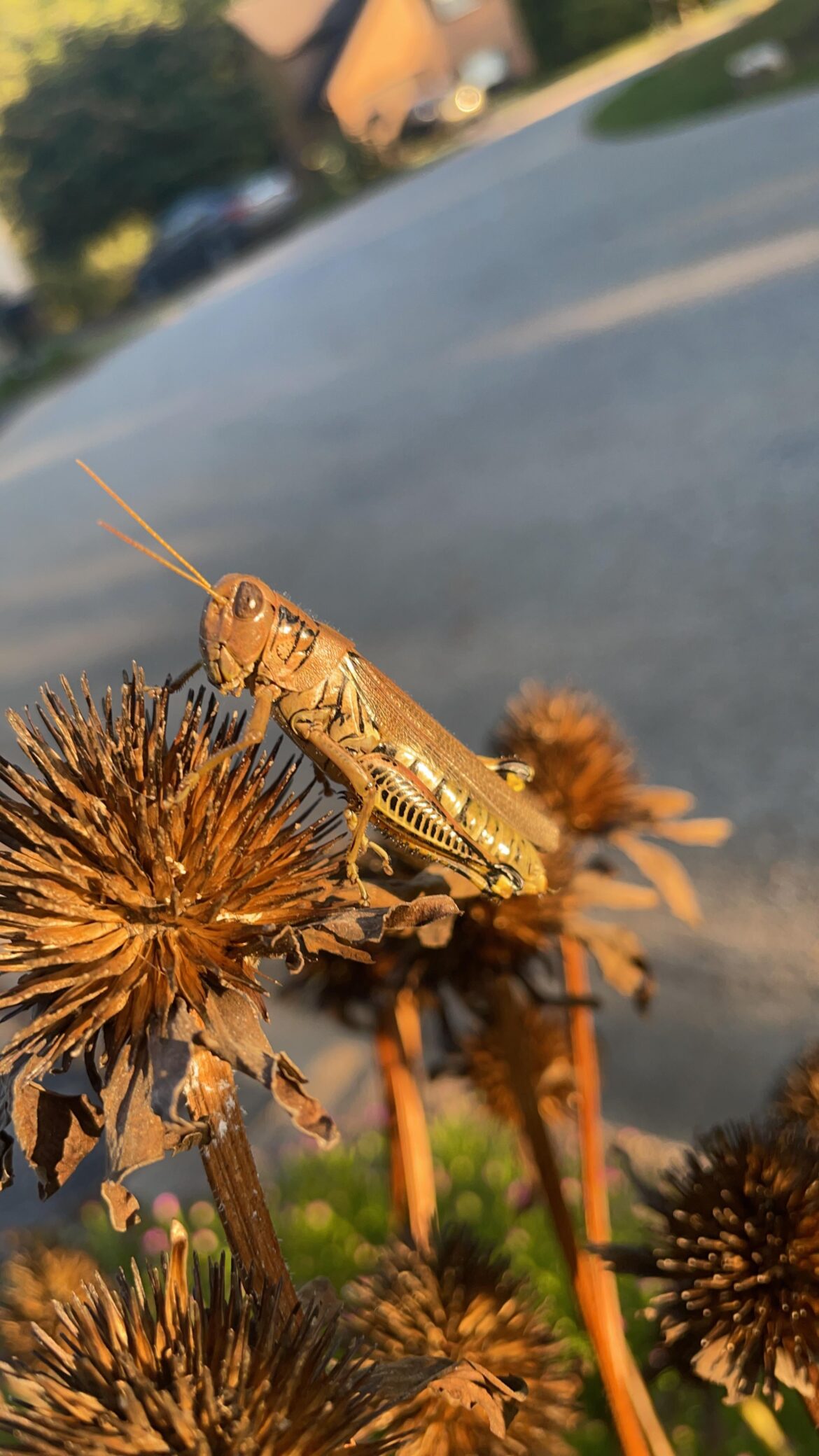 New visitor