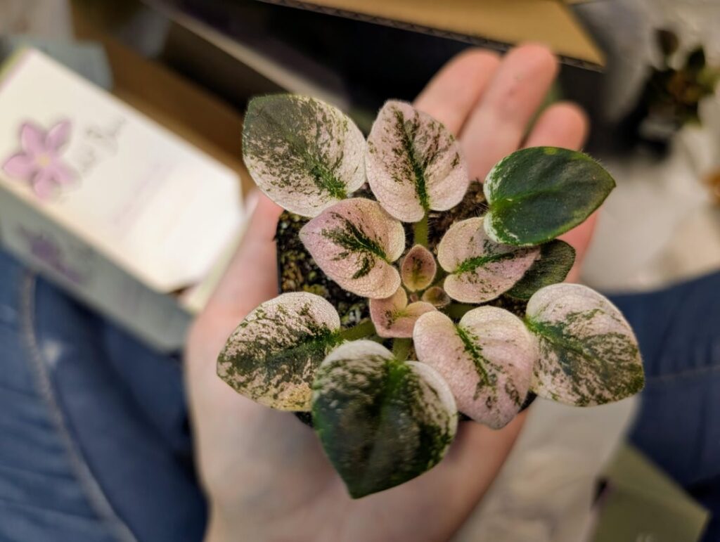 Maybe I'm turning into an African violet lady, but aren't these the cutest things 🥺