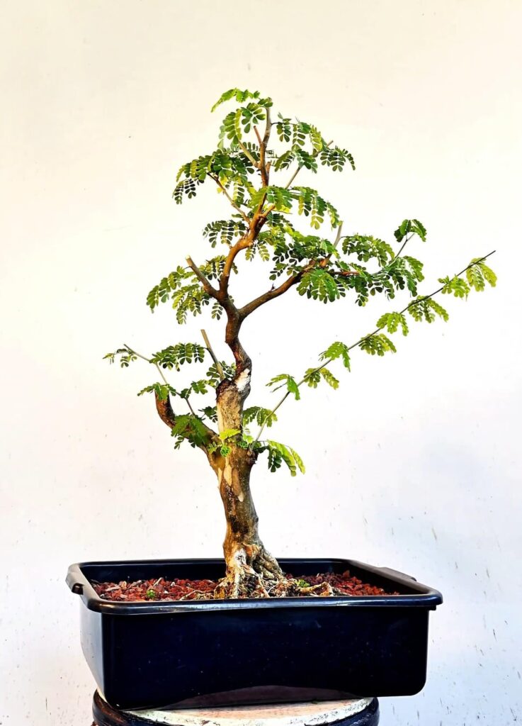 Thornless Flowering Brazilian Rain Tree