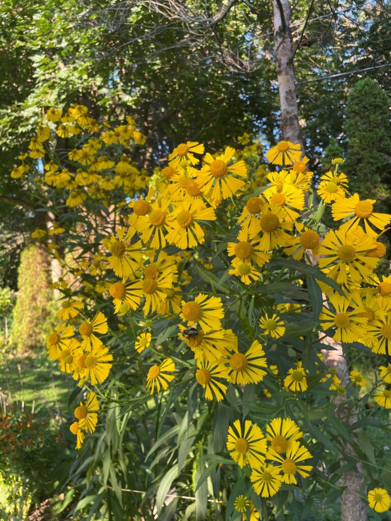 Helenium Autumnale