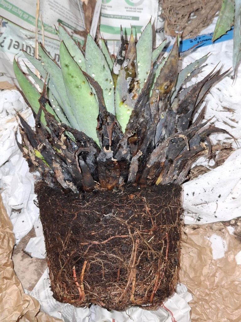 Received a badly damaged mangave, what to do ?