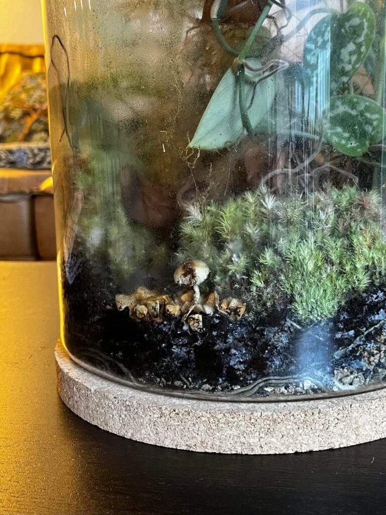 Mushrooms in my terrarium 🍄‍🟫