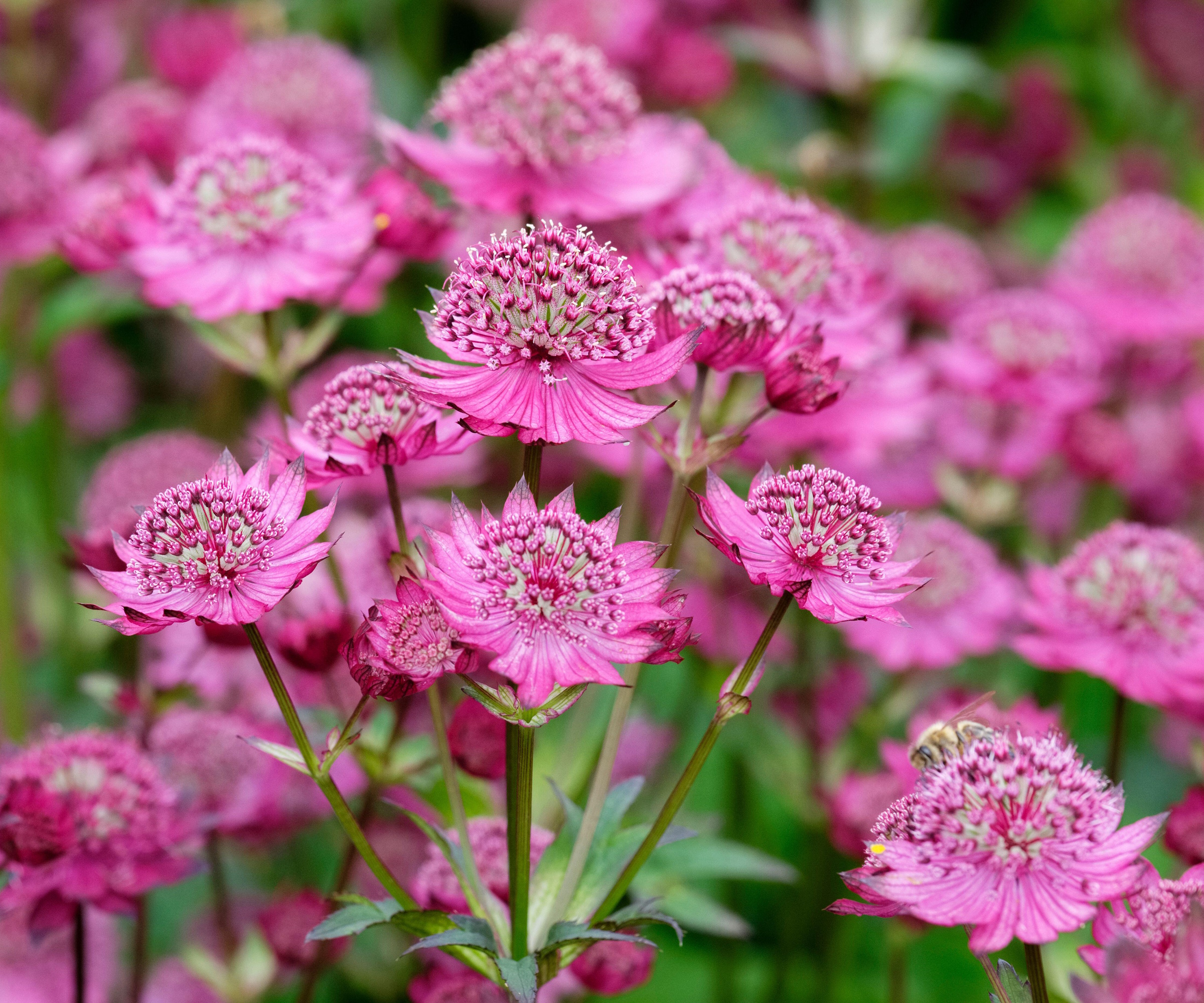 Astrantia major 'Gill Richardson' (Great Masterwort