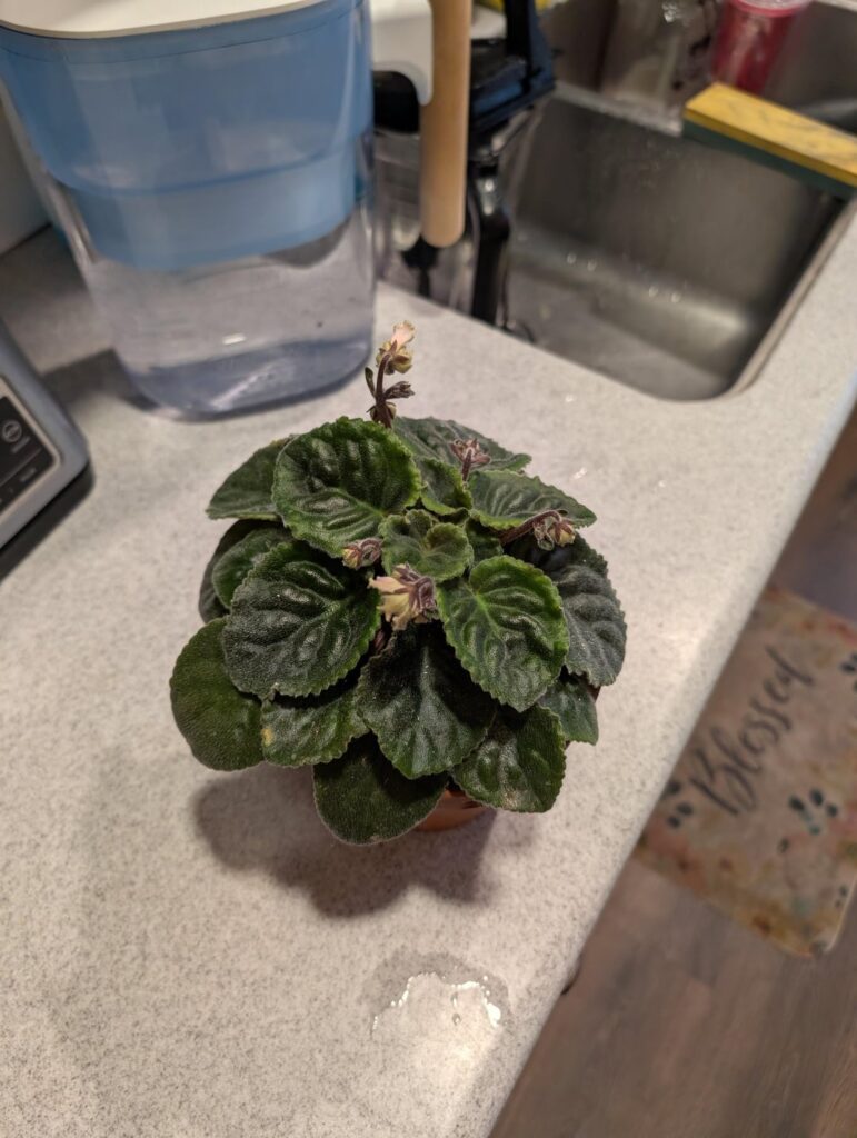 Not sure what variety