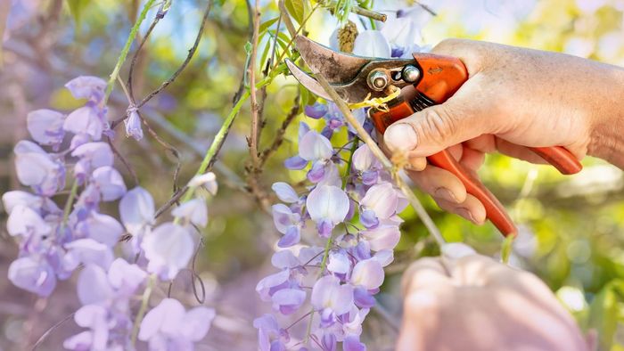 Preparing wisteria for stunning bloom next spring starts with this one task now Google Play Button