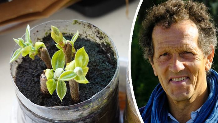 Monty gets ‘scores of new plants for free’ by taking cuttings this month Google Play Button