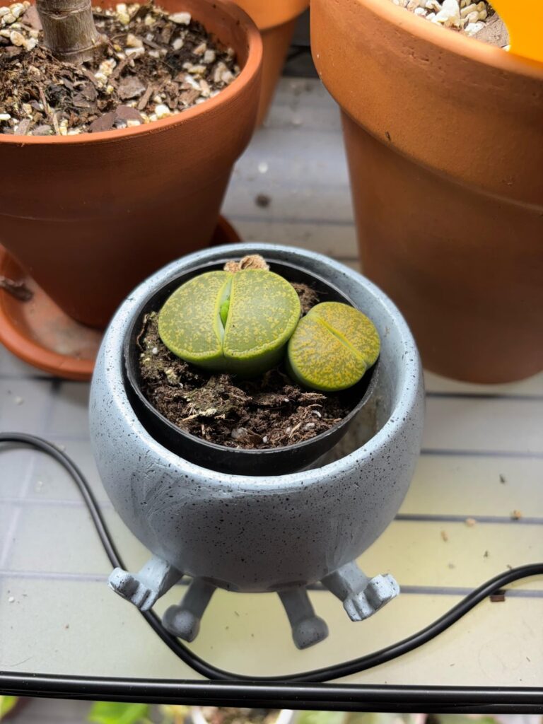 Lithops splitting or flowering?