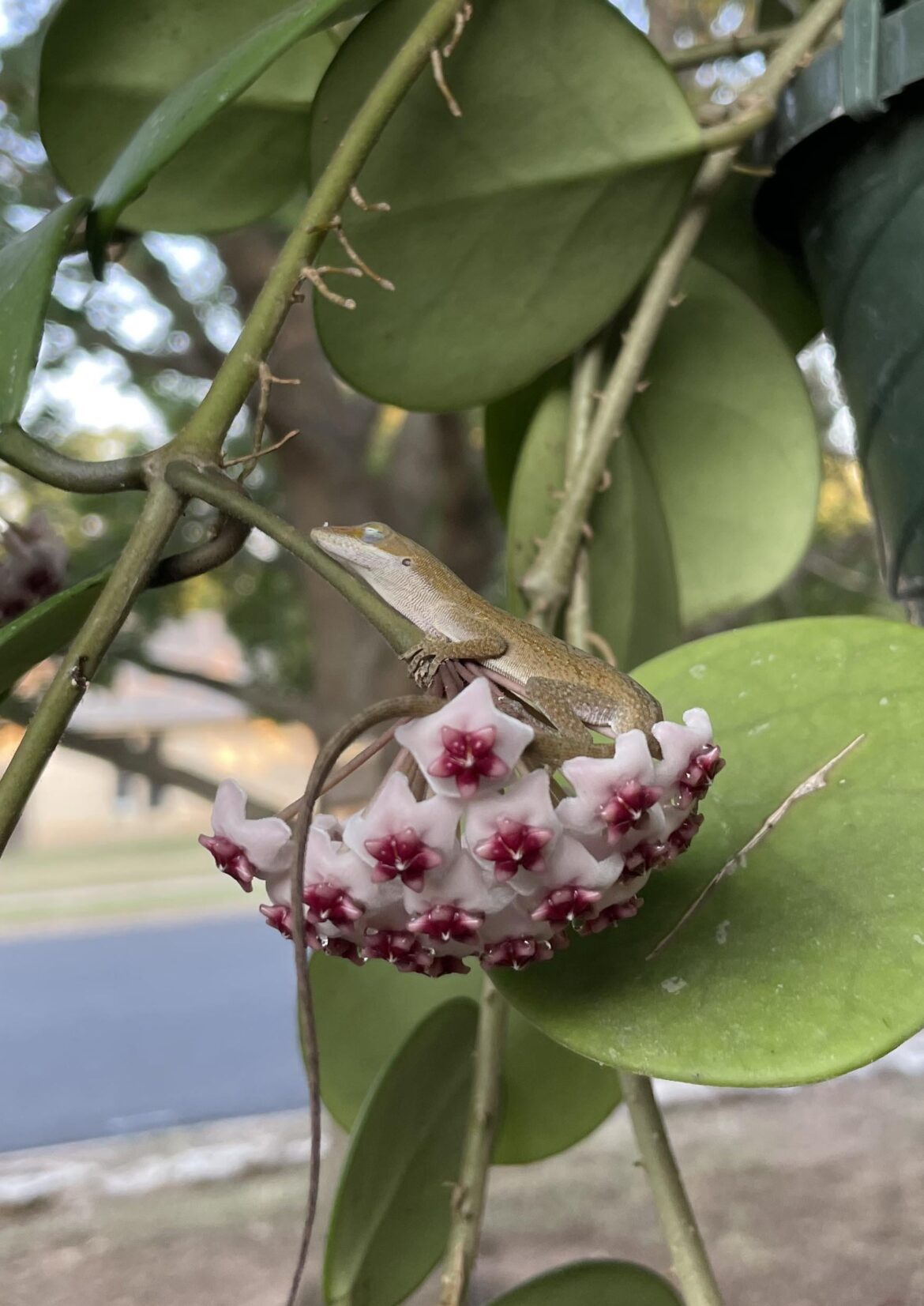 This little guy napping on my Hoya flowers.