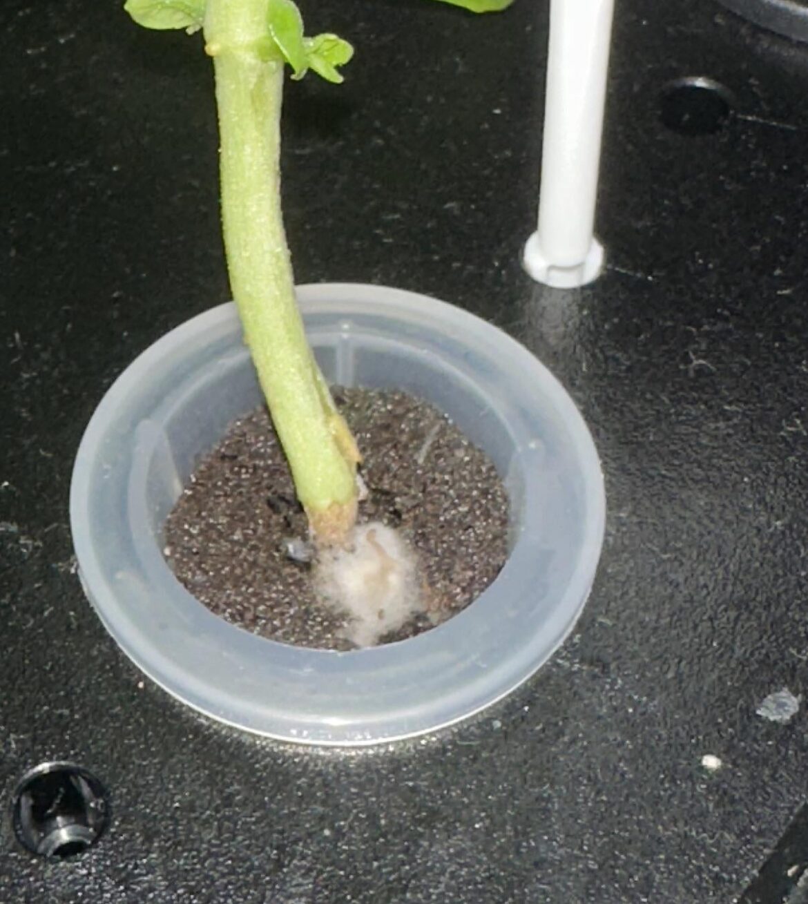 Mold on basil