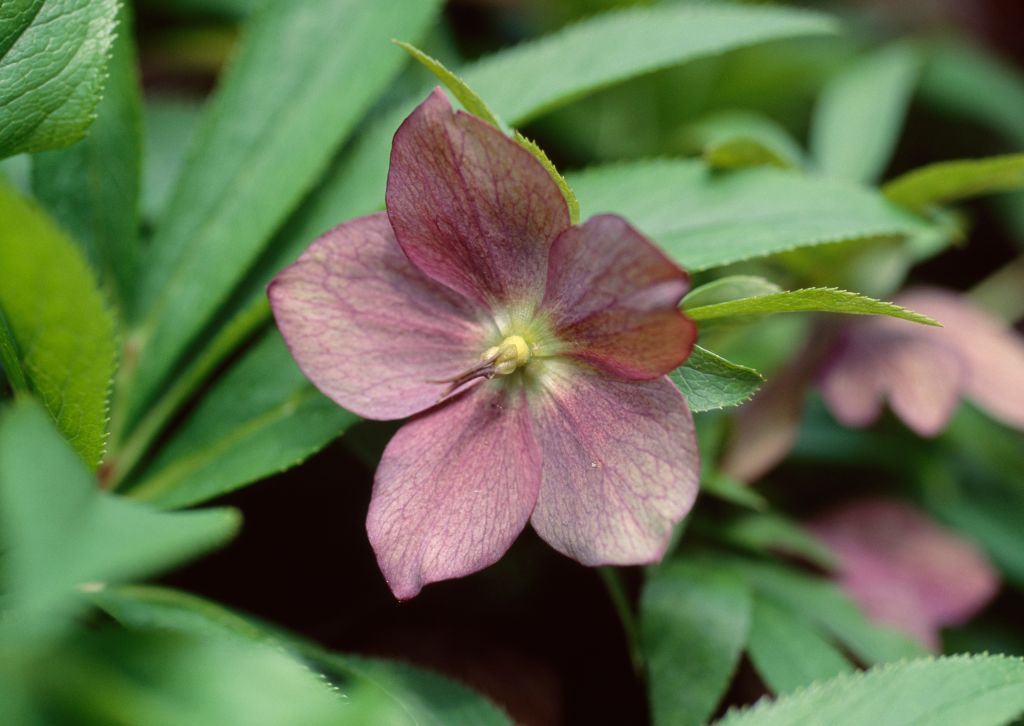 1 pink Hellebore flower with a green foliage background
