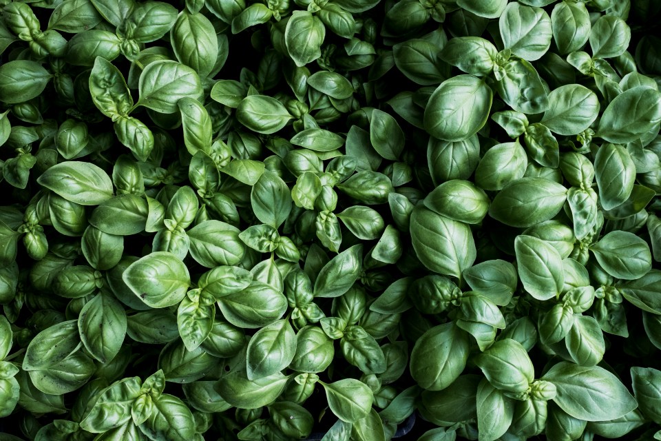 High-angle close-up of fresh green basil leaves.