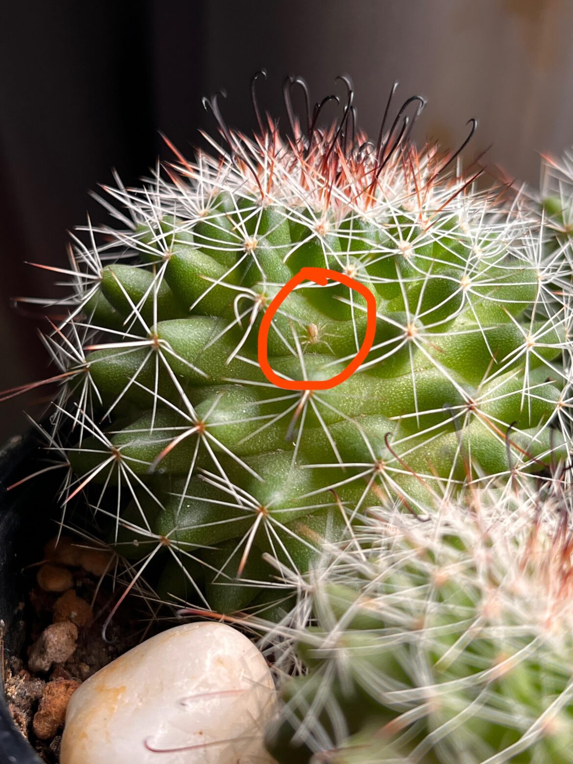 Is this a spider mite?