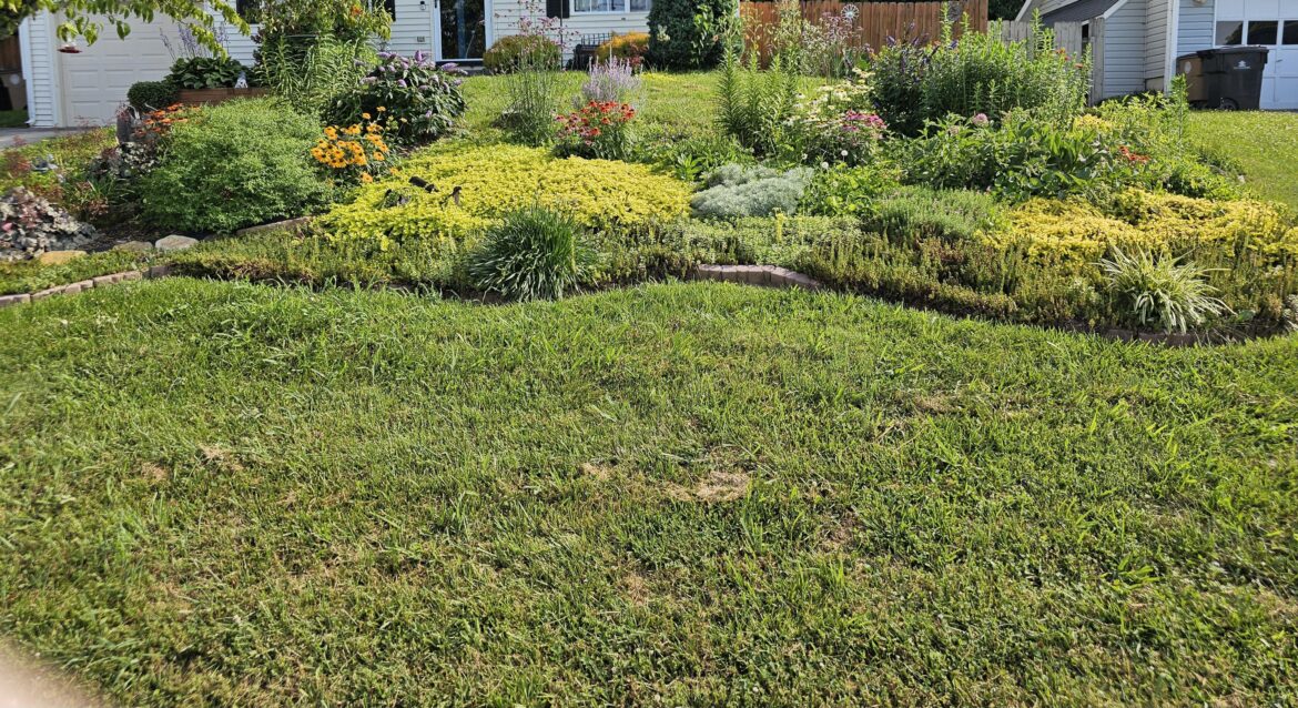 My front yard two years later