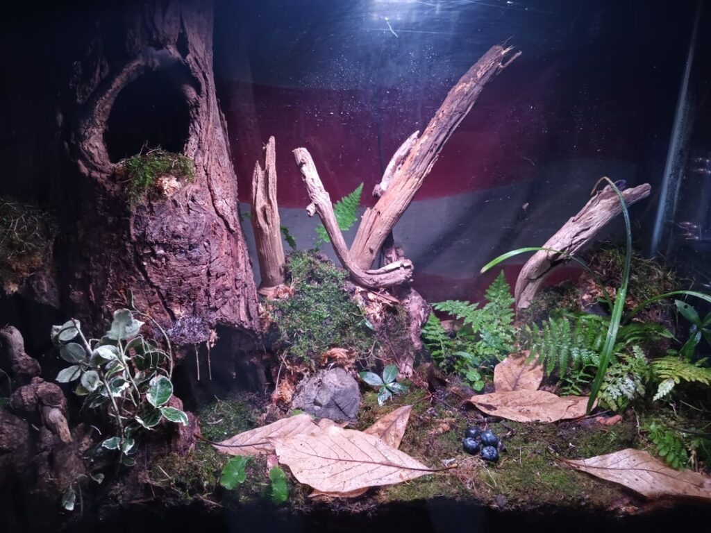 My first terrarium, an experiment. My first terrarium, an experiment.