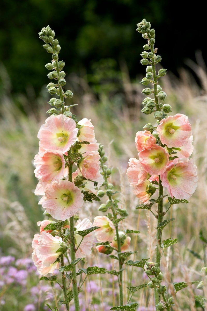 Hollyhock, Alcea rosea