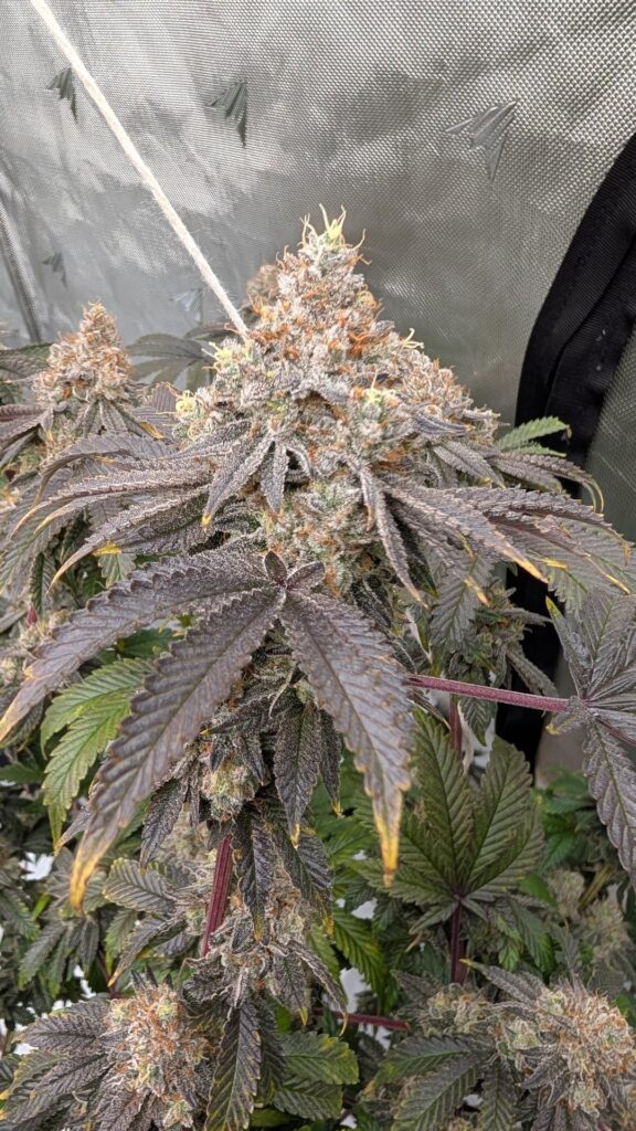 8 weeks into flower, DWC