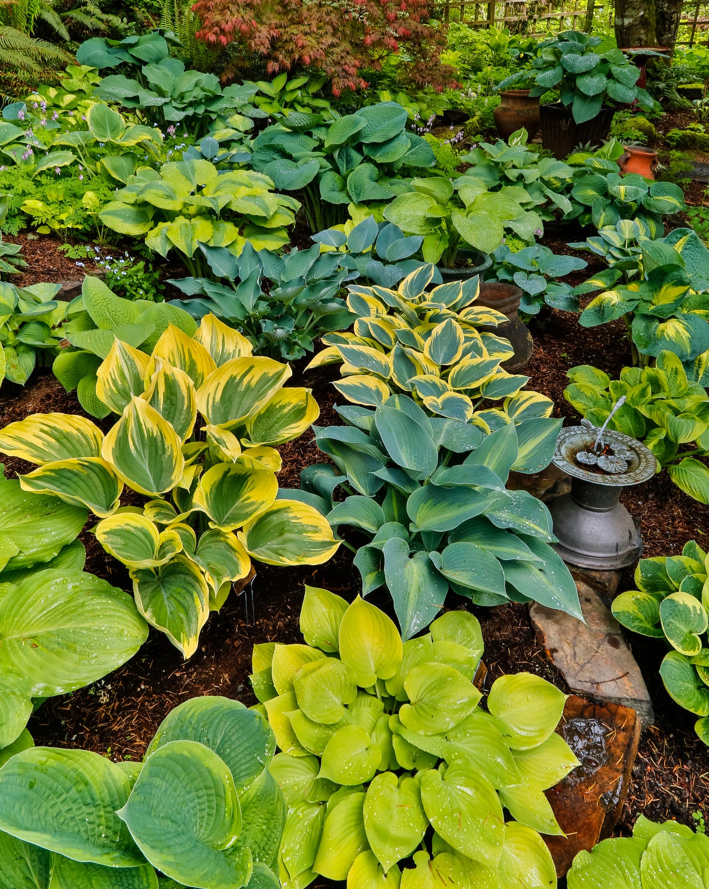 spring bulb companion plants hostas