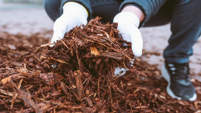 Gardener holding wood cuts for mulching