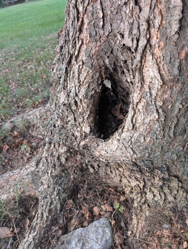 River Birch? How to deal with a massive hole