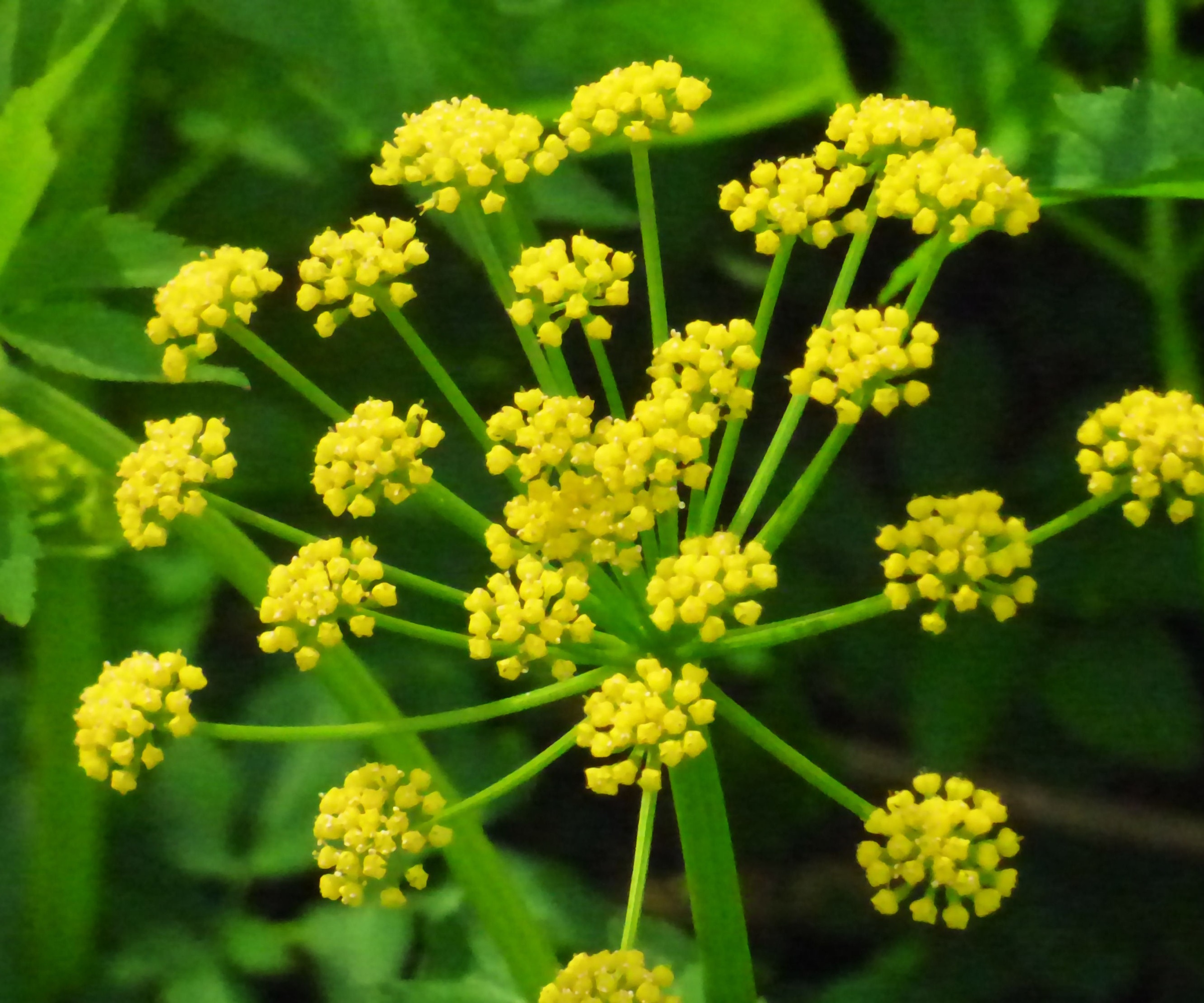 Yellow golden Alexander flowers