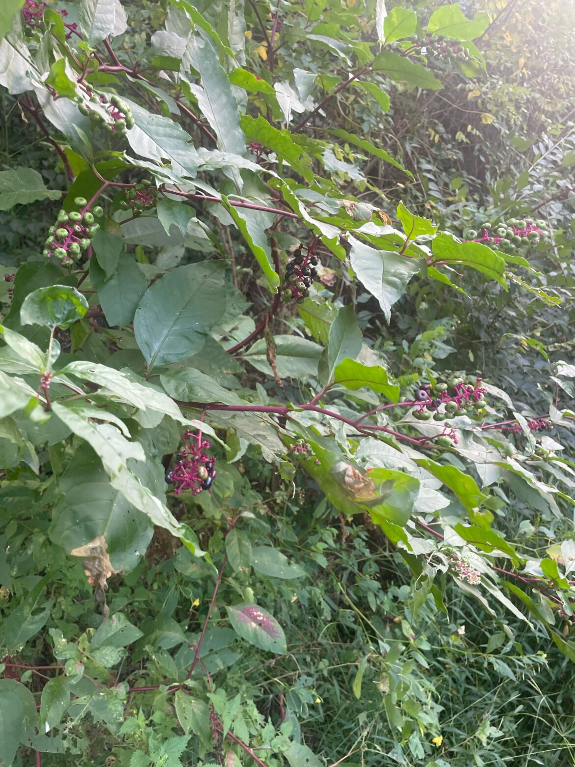 found by a pond