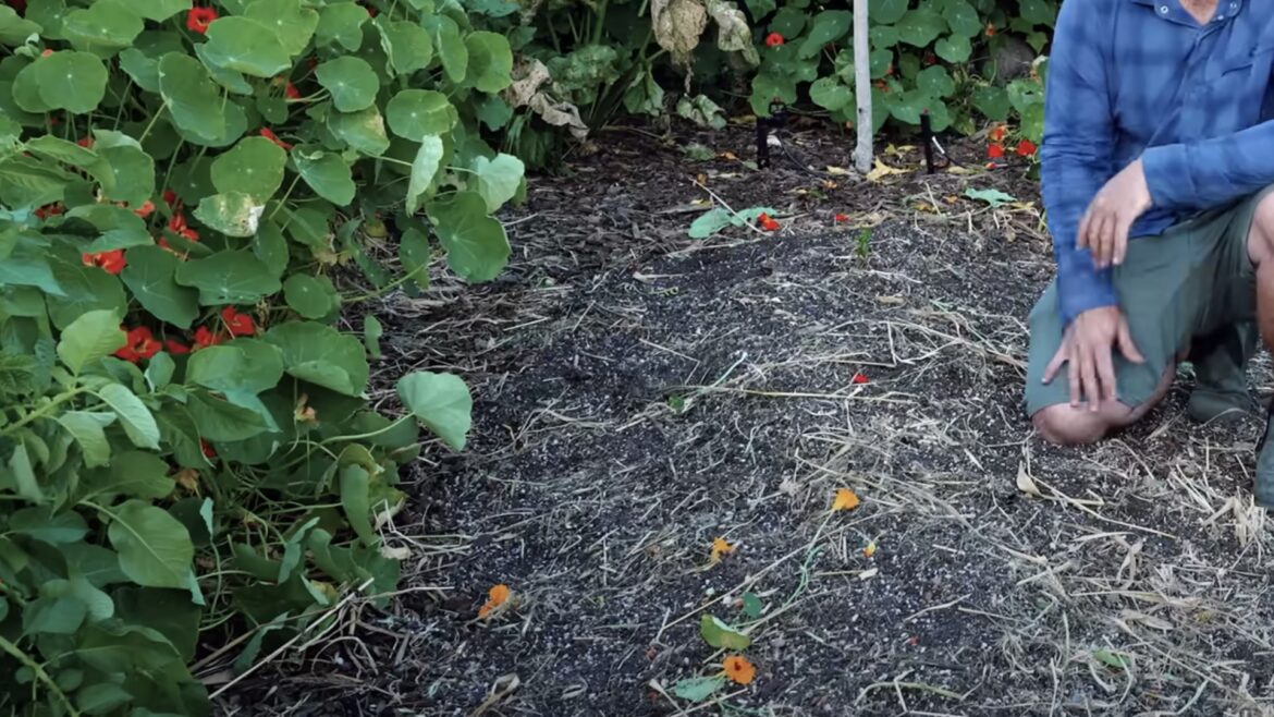 Gardener shares low-cost method to grow food at home: ‘It works’ "The soil gets better and better every year."