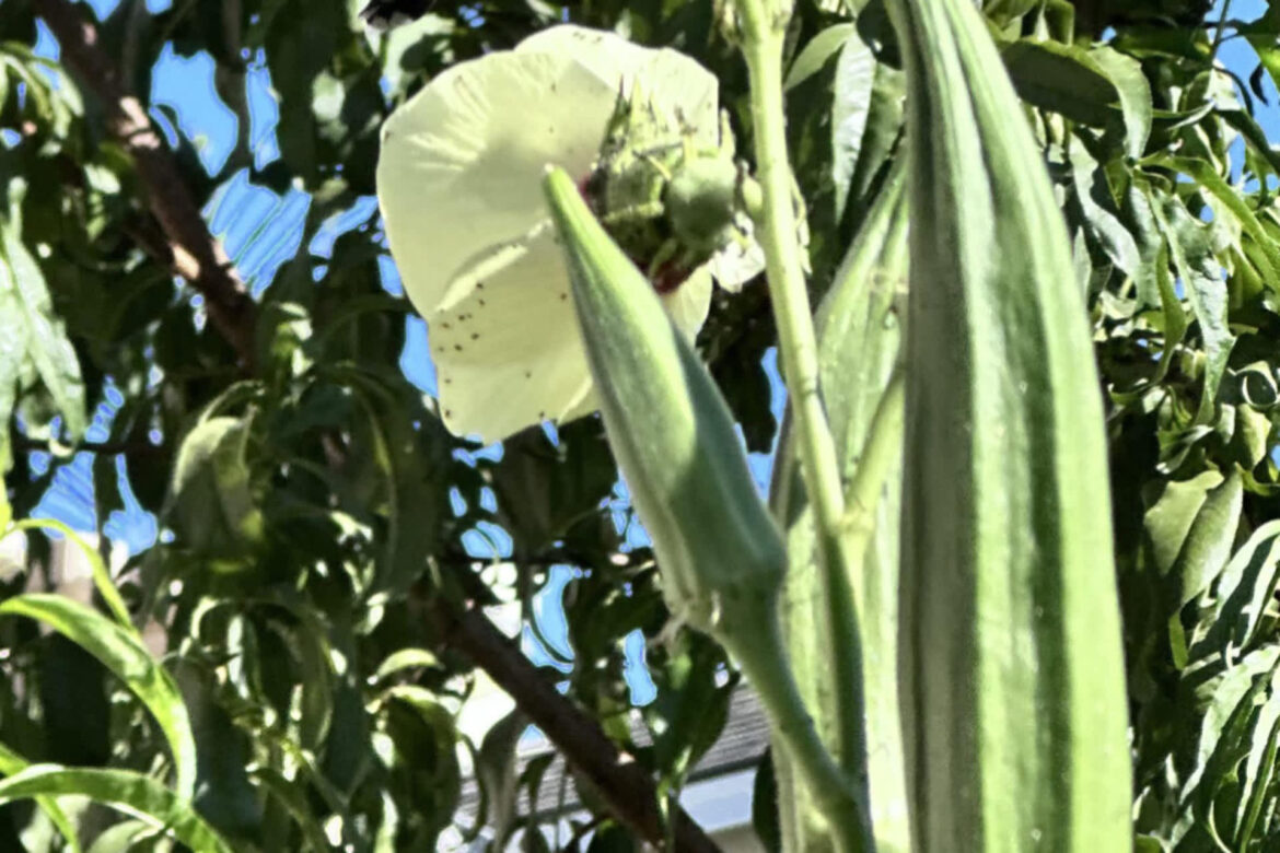 Gardener shares jaw-dropping photo of beautiful visitor enjoying plants: ‘So cool’ "Beautiful shot!"