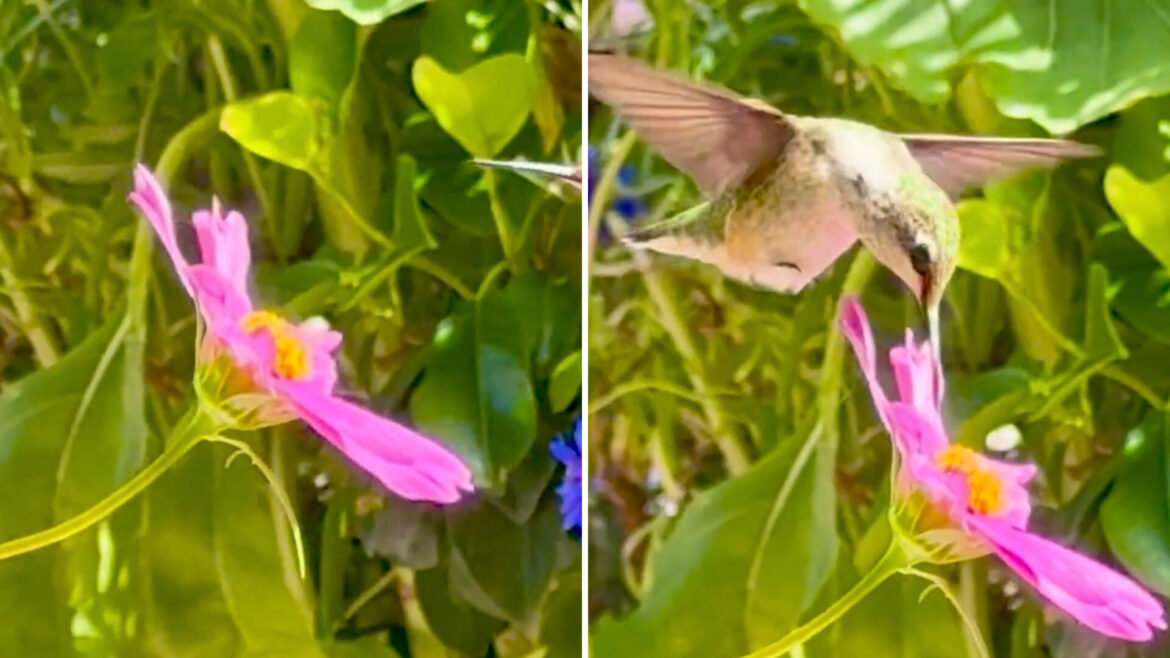 "What a little beauty."