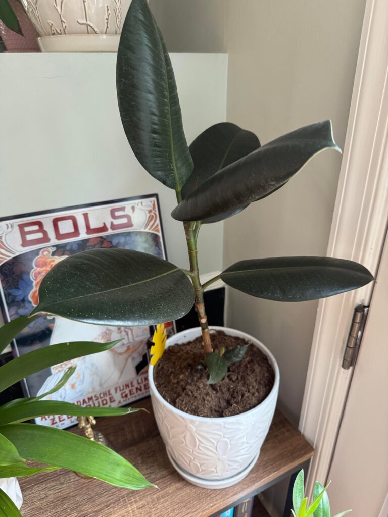 To prop / replant the baby shoots or not?