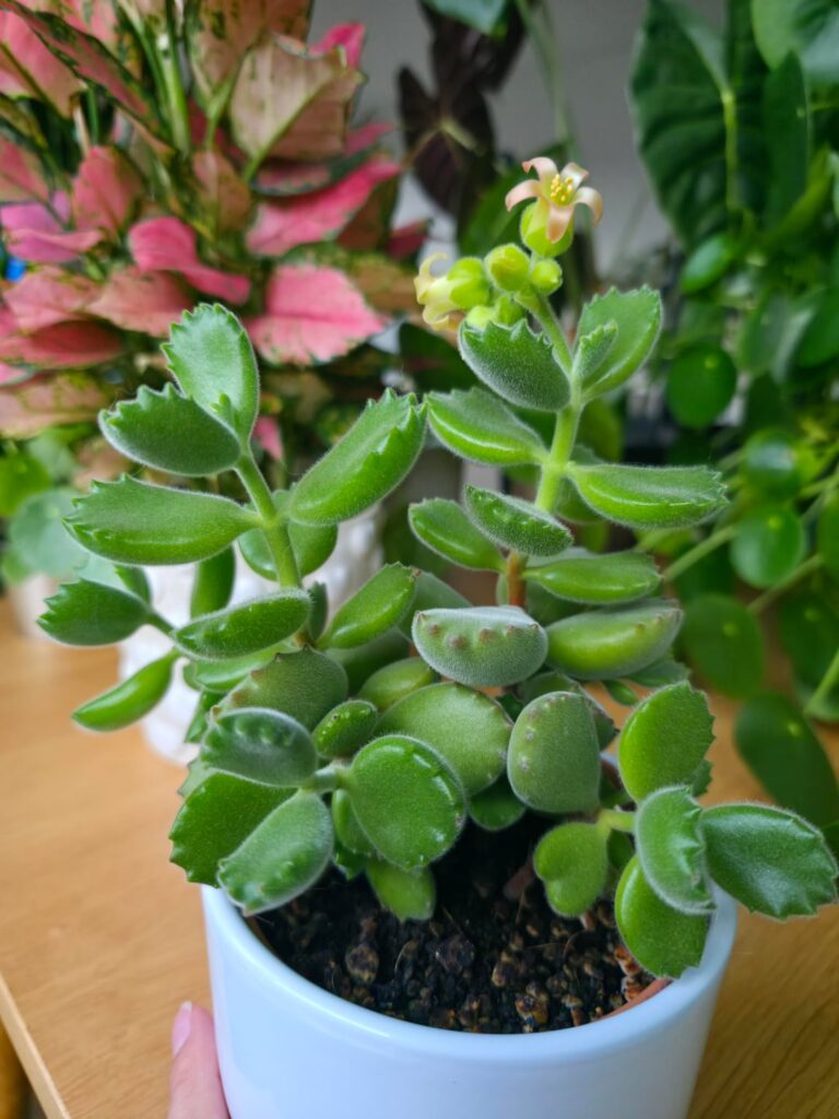 Bear paws have to be the cutest plant ever