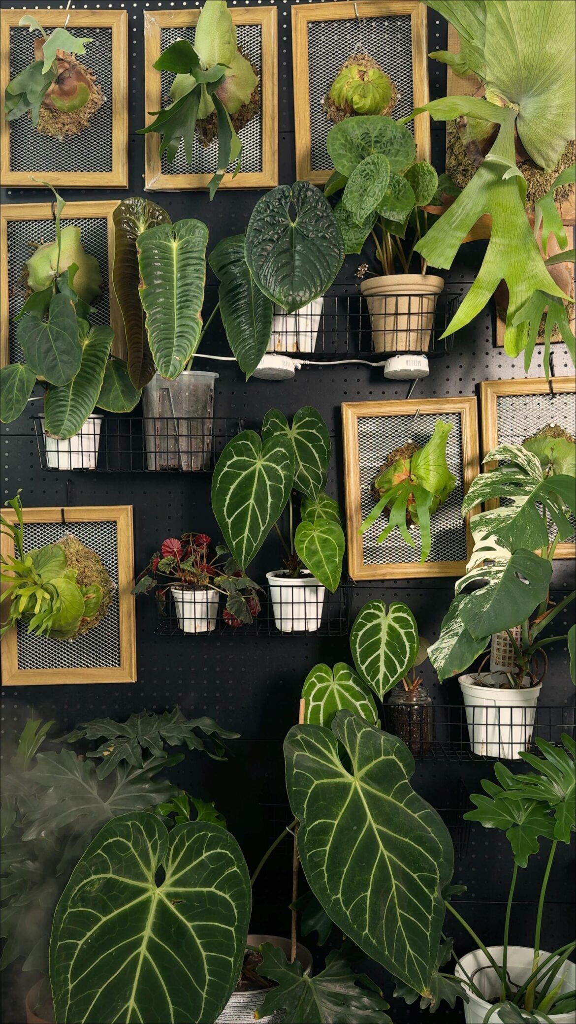 Built my little plant wall!