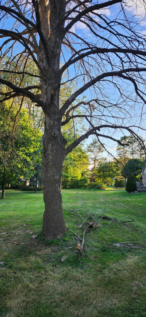 Dead Ash