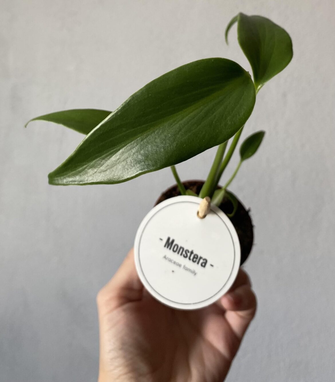 New score! Monstera burle marx flame