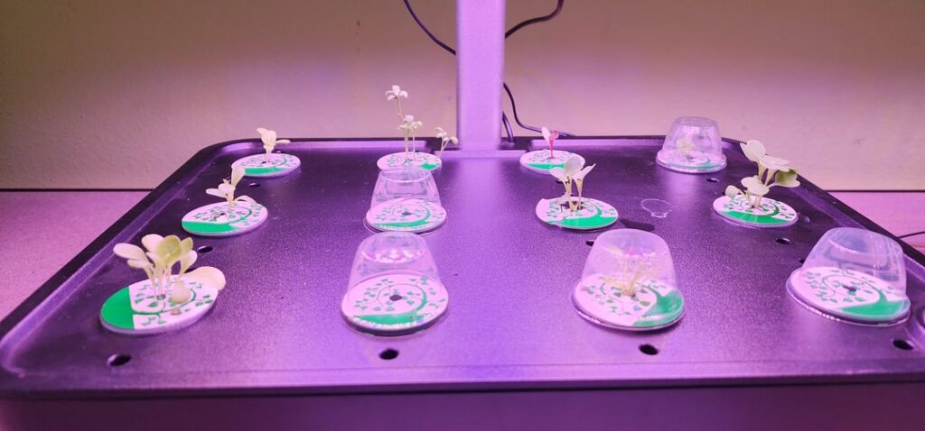 A week into my first grow A week into my first grow