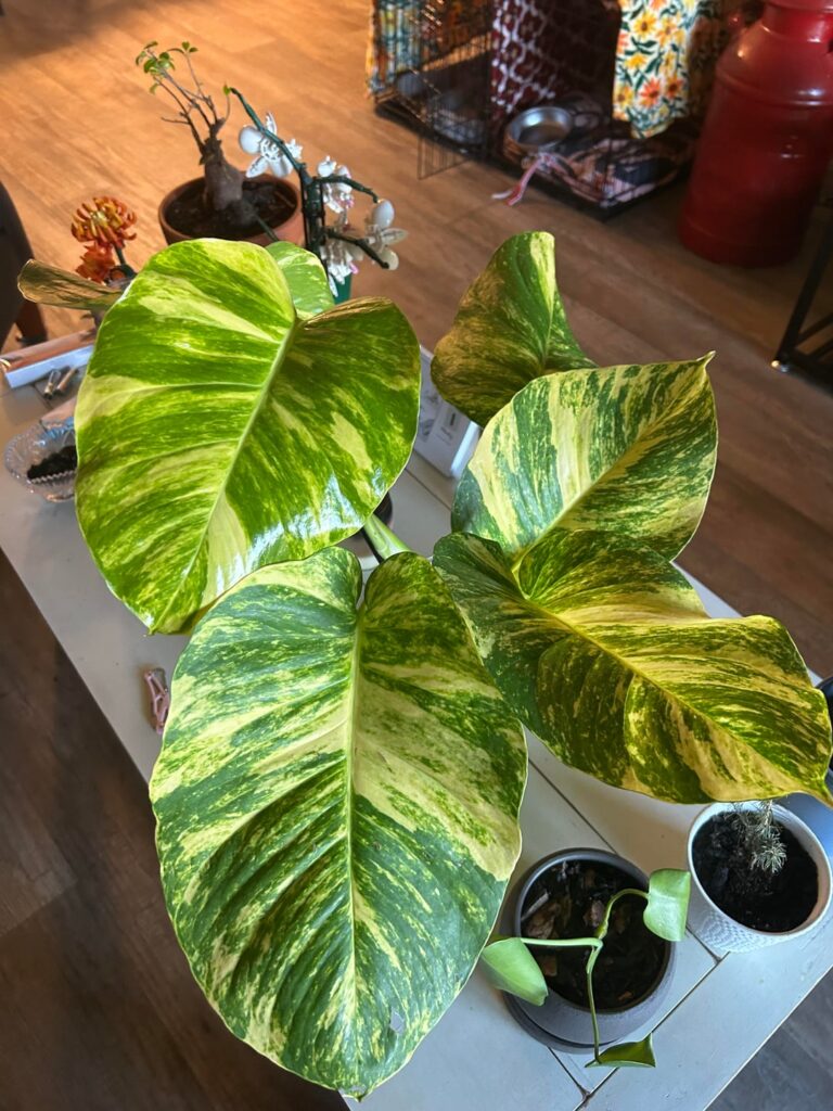 Keep growing it ready to plant?