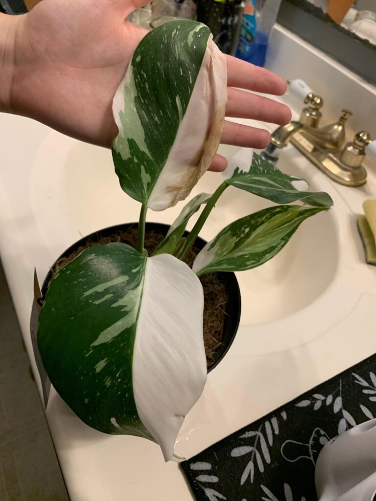 Got these plants, couldn’t leave them looking so bad