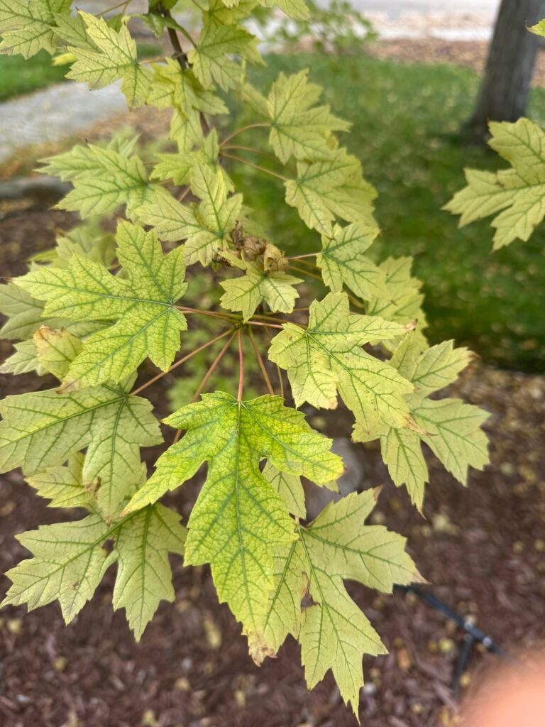 Why are my Maple trees dying. Why are my Maple trees dying.