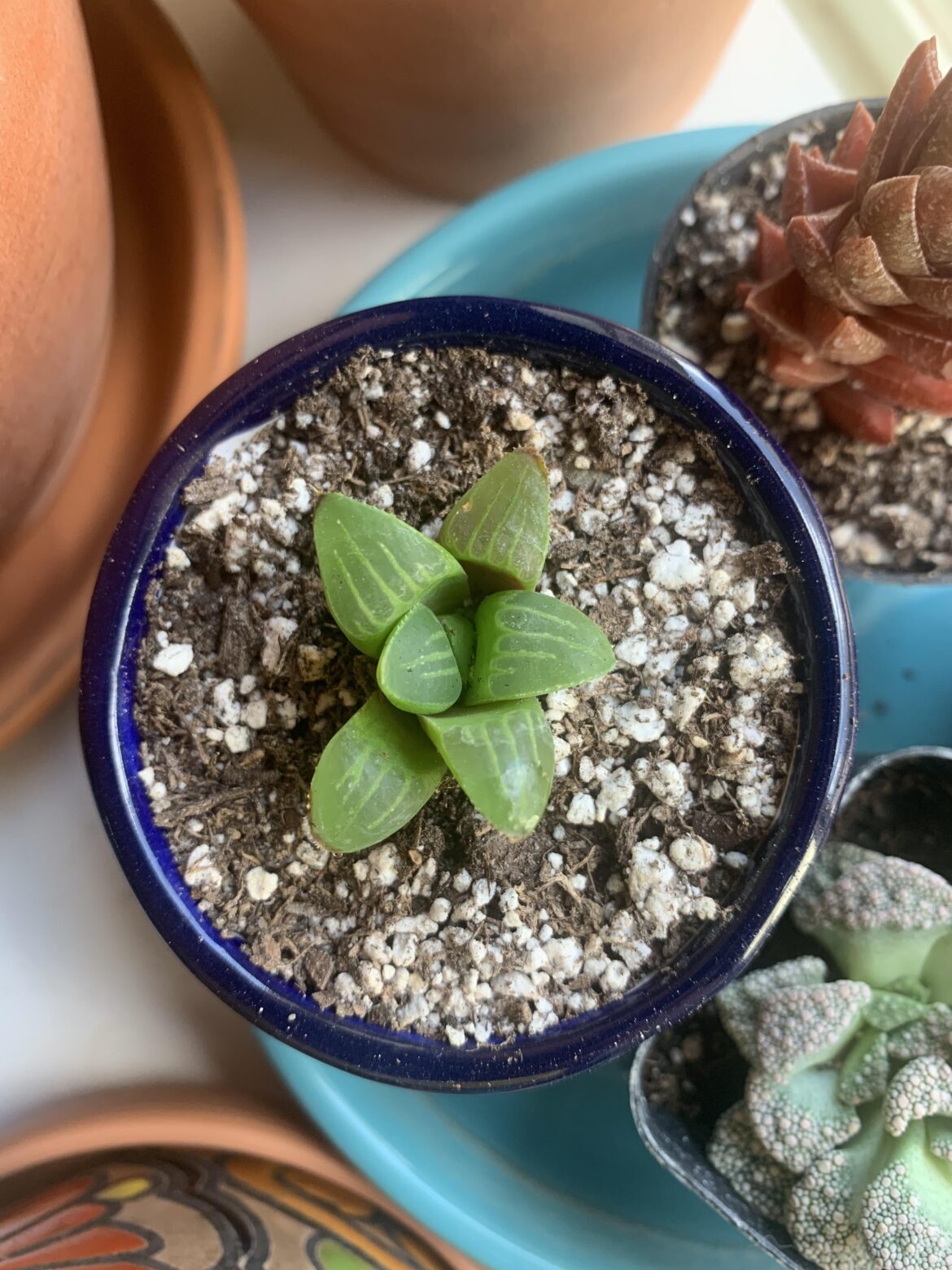 Water? Or not to water? Water? Or not to water?